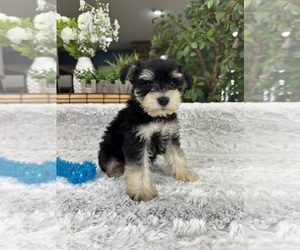 Schnauzer (Miniature) Puppy for sale in GREENFIELD, IN, USA