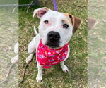 Small #3 American Pit Bull Terrier Mix