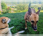 Small #18 German Shepherd Dog-Saluki Mix