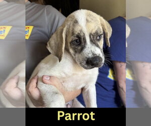 Great Pyrenees-Unknown Mix Dogs for adoption in The Woodlands, TX, USA