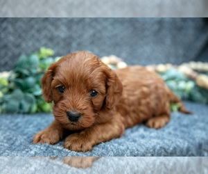 Medium Cavapoo