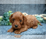 Puppy Ollie Cavapoo