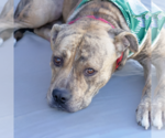 Small American Pit Bull Terrier