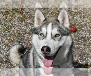 Siberian Husky Dogs for adoption in Petaluma, CA, USA