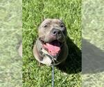Small American Staffordshire Terrier