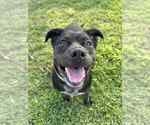 Small Labrador Retriever Mix