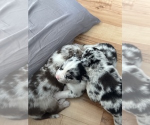 Australian Shepherd-Siberian Husky Mix Litter for sale in SIOUX FALLS, SD, USA