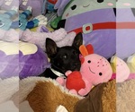 Archibald *Arriving 2/20* - Male Labrador Retriever-Unknown Mix Dog for Adoption - Small photo