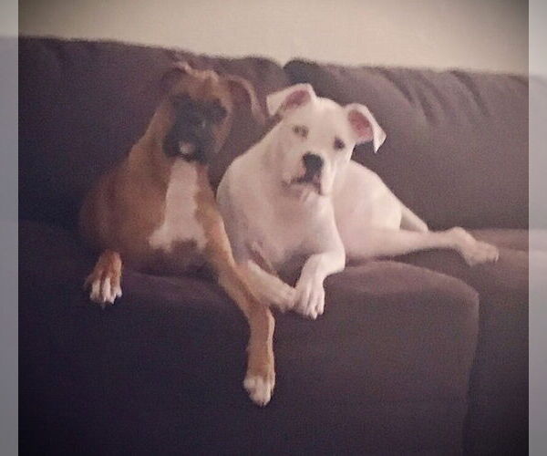 Medium Photo #3 Boxer Puppy For Sale in Austin, TX, USA