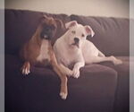 Small #2 Boxer