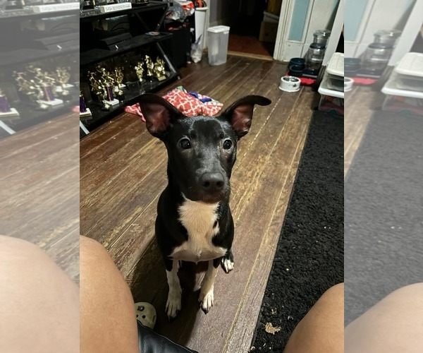 Medium Photo #4 Mutt Puppy For Sale in Holly Springs, NC, USA