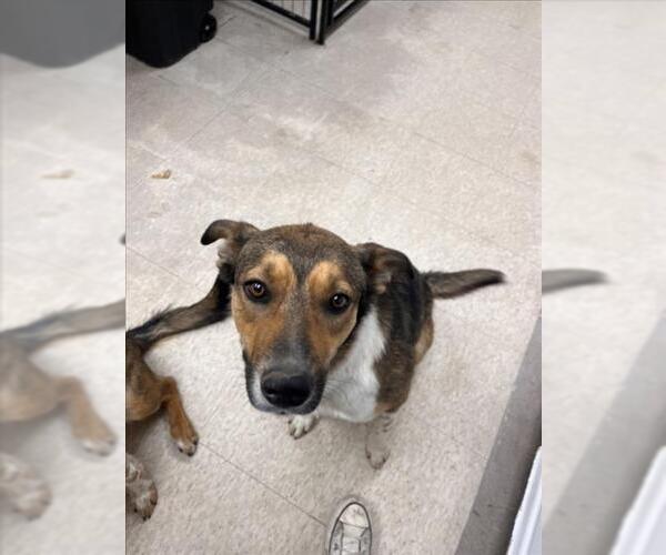 Medium Photo #1 Labrador Retriever-Unknown Mix Puppy For Sale in Fort Collins, CO, USA