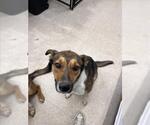 Small Labrador Retriever Mix
