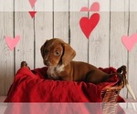 Small Photo #6 Dachshund Puppy For Sale in WILLARD, OH, USA