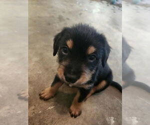 Mutt Dogs for adoption in Candler, NC, USA