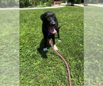 Small Photo #4 Mutt Puppy For Sale in Elmsford, NY, USA