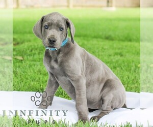 Great Dane Puppy for sale in LITITZ, PA, USA