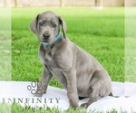 Small Great Dane