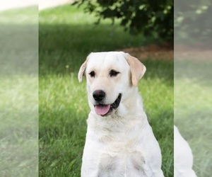 Mother of the Labrador Retriever puppies born on 02/05/2024