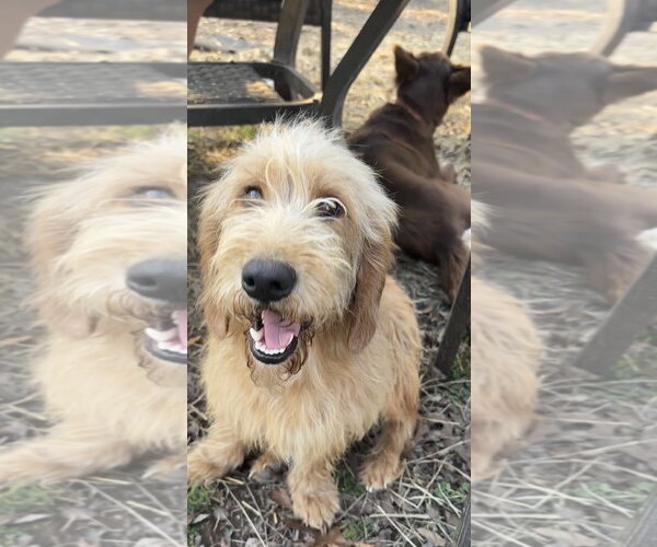 Medium Photo #2 Bassetoodle Puppy For Sale in Harrison, AR, USA