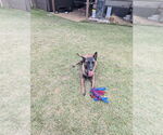 Small #4 Mutt