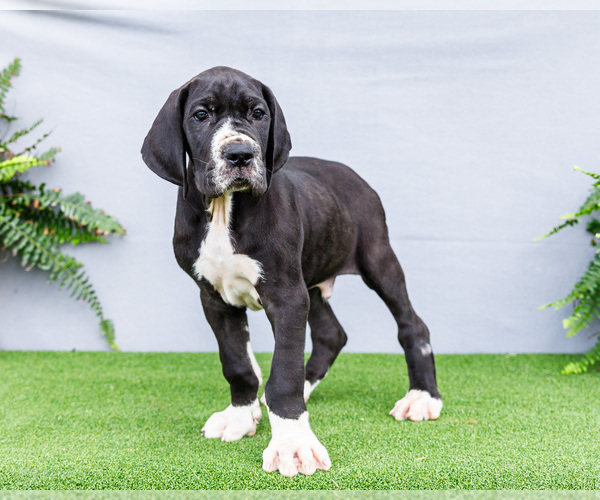 Medium Photo #14 Great Dane Puppy For Sale in WAKARUSA, IN, USA