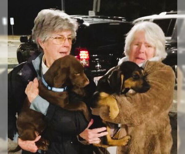 Medium Photo #4 Chocolate Labrador retriever-Unknown Mix Puppy For Sale in Mt. Laurel, NJ, USA