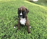 Small Photo #2 Boxer Puppy For Sale in PLEASANT HILL, IL, USA