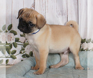 Pug Puppy for sale in PENNS CREEK, PA, USA