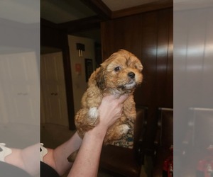 Papitese Puppy for sale in ORANGEBURG, SC, USA