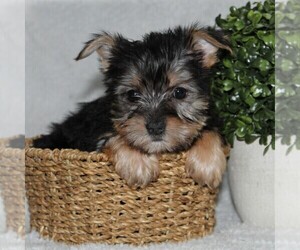 Yorkshire Terrier Puppy for sale in KINZERS, PA, USA