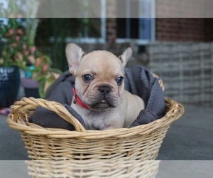 French Bulldog Puppy for sale in ASHDOWN, AR, USA