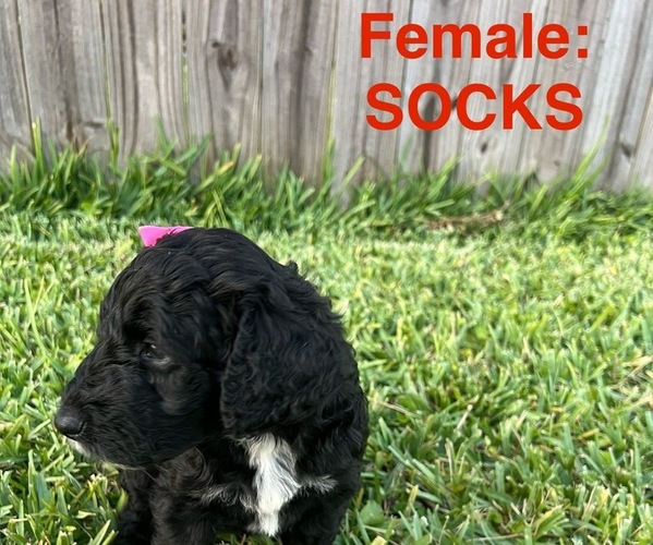 Medium Photo #12 Labradoodle Puppy For Sale in PRAIRIEVILLE, LA, USA