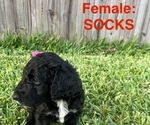 Small Photo #12 Labradoodle Puppy For Sale in PRAIRIEVILLE, LA, USA