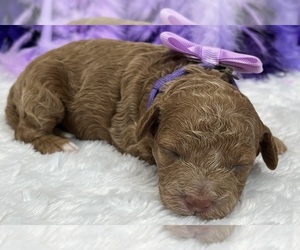 Cavapoo Puppy for sale in BULLARD, TX, USA