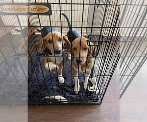 Beagle Puppy for sale in LOCUST, NC, USA