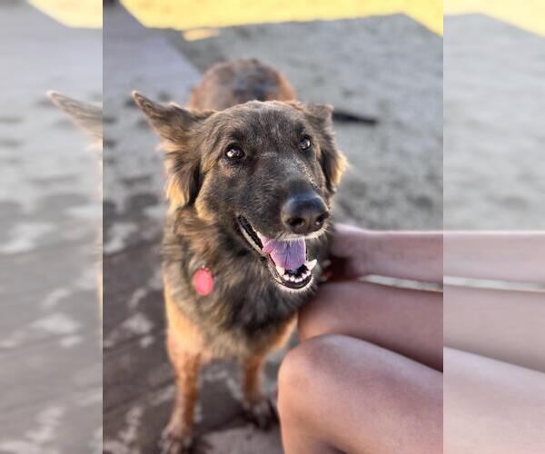 Medium Photo #1 German Shepherd Dog-Unknown Mix Puppy For Sale in Incline Village, NV, USA