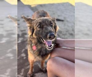 German Shepherd Dog-Unknown Mix Dogs for adoption in Incline Village, NV, USA