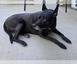 Shepradors Dogs for adoption in Incline Village, NV, USA