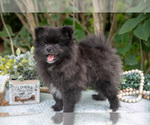 Small #4 Pomeranian
