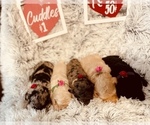 Small Photo #4 Labradoodle Puppy For Sale in VICTORIA, TX, USA