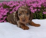Puppy Luca Dachshund