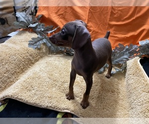 Miniature Pinscher Puppy for sale in PALATKA, FL, USA