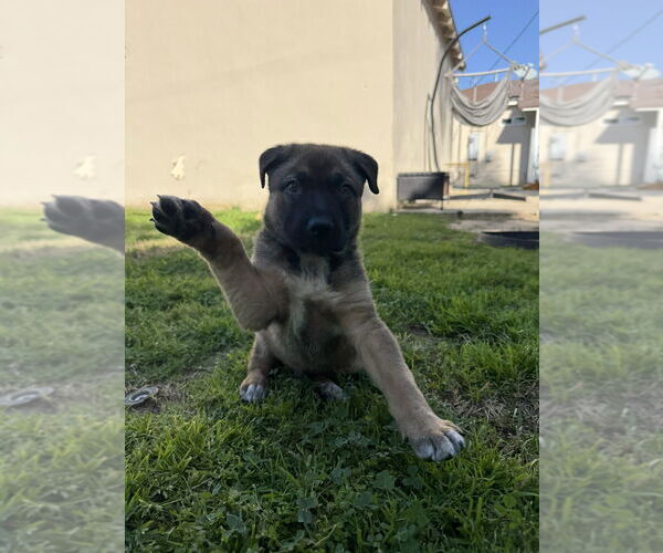 Medium Photo #2 Mutt Puppy For Sale in Studio City, CA, USA