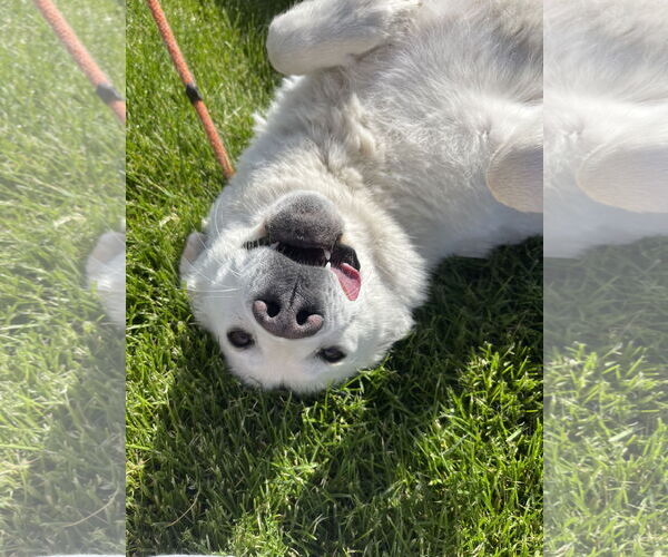 Medium Photo #5 Great Pyrenees Puppy For Sale in Bountiful, UT, USA