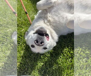 Savannah - Female Great Pyrenees Dog for Adoption - Photo #5