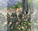 Small #1 Labrador Retriever Mix