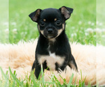 Small #1 Chihuahua