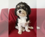 Small Photo #1 Cavachon-Cavapoo Mix Puppy For Sale in LOS OSOS, CA, USA