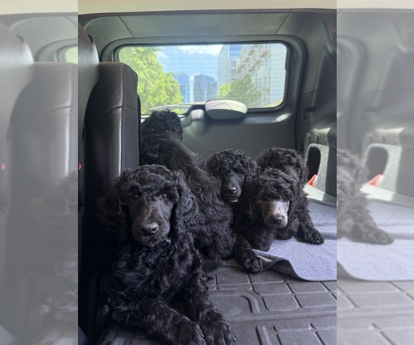 Medium Photo #3 Poodle (Standard) Puppy For Sale in SHORELINE, WA, USA